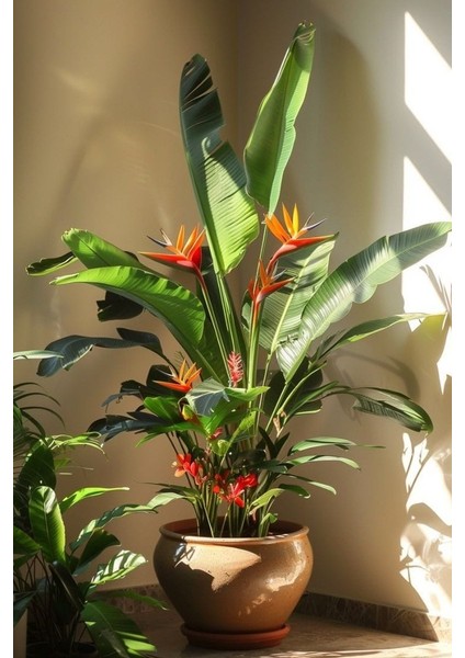 Starliçe - Strelitzia Reginae - Turuncu Cennet Kuşu - 80-100 cm - Şu An Çiçeksiz