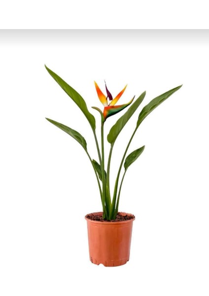 Starliçe - Strelitzia Reginae - Turuncu Cennet Kuşu - 80-100 cm - Şu An Çiçeksiz