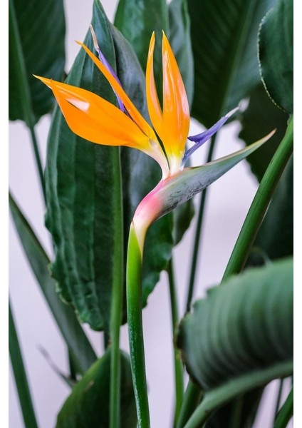 Starliçe - Strelitzia Reginae - Turuncu Cennet Kuşu - 80-100 cm - Şu An Çiçeksiz