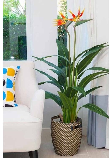 Starliçe - Strelitzia Reginae - Turuncu Cennet Kuşu - 80-100 cm - Şu An Çiçeksiz