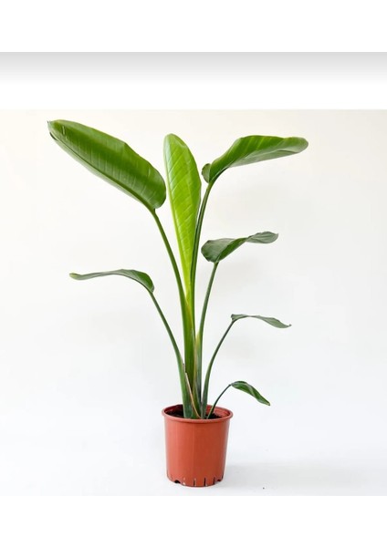 Cennet Kuşu - Starliçe - 40-60 cm - Strelitzia Reginae - Turuncu - Şu An Çiçeksiz