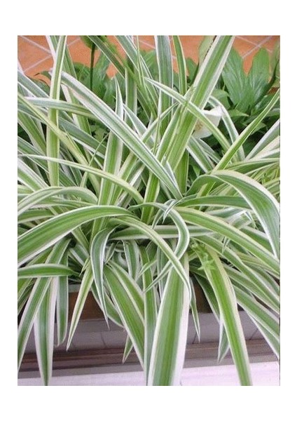 Yeşil Beyaz Kurdele Çiçeği (Chlorophytum) 10-20 cm