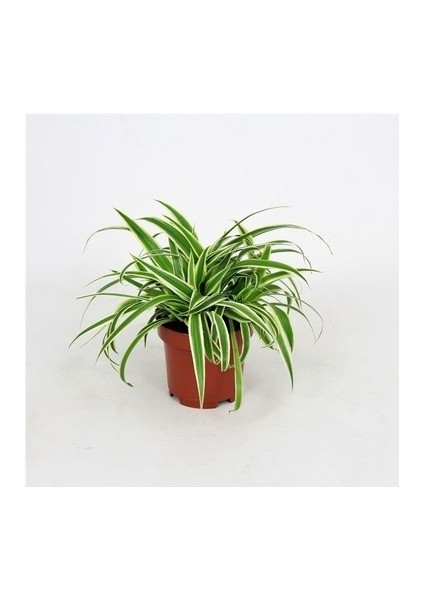 Yeşil Beyaz Kurdele Çiçeği (Chlorophytum) 10-20 cm