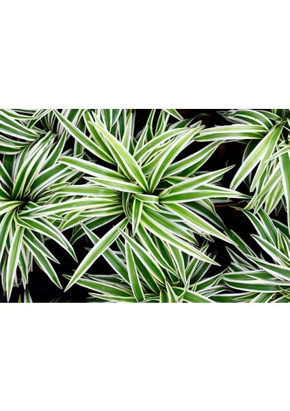 Yeşil Beyaz Kurdele Çiçeği (Chlorophytum) 10-20 cm
