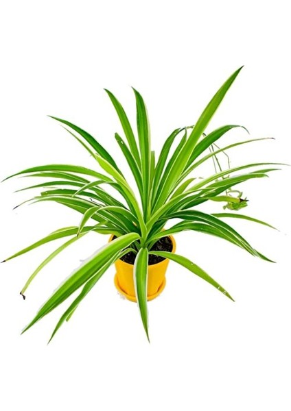 Kordele Kurdele Çiçeği Fidanı Chlorophytum 15-25 cm