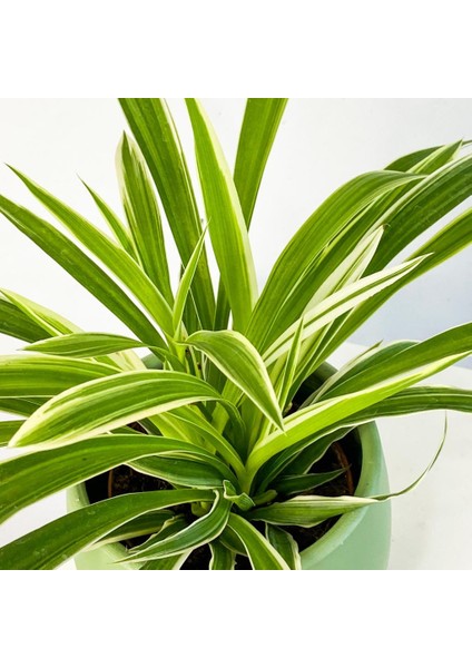 Kordele Kurdele Çiçeği Fidanı Chlorophytum 15-25 cm