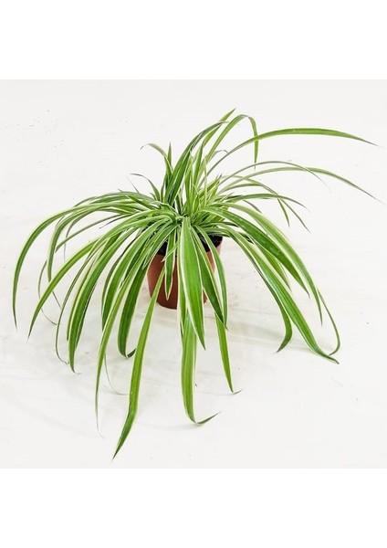 Kordele Kurdele Çiçeği Fidanı Chlorophytum 15-25 cm