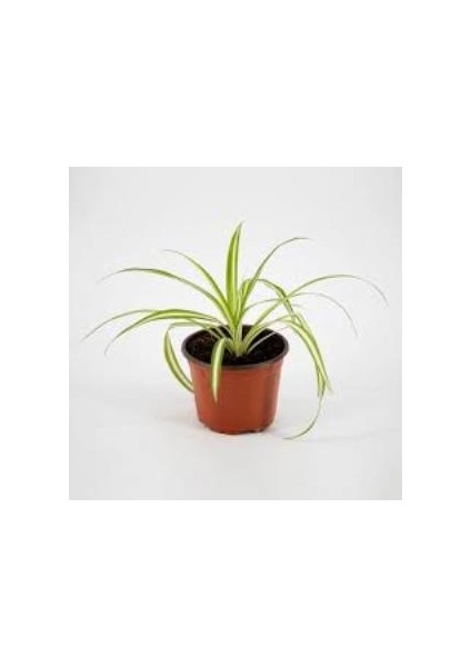 Üretim Saksılı Kurdele Çiçeği Chlorophytum Comosum Variegatum