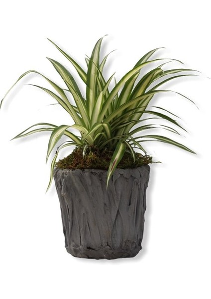 Üretim Saksılı Kurdele Çiçeği Chlorophytum Comosum Variegatum fırsatları