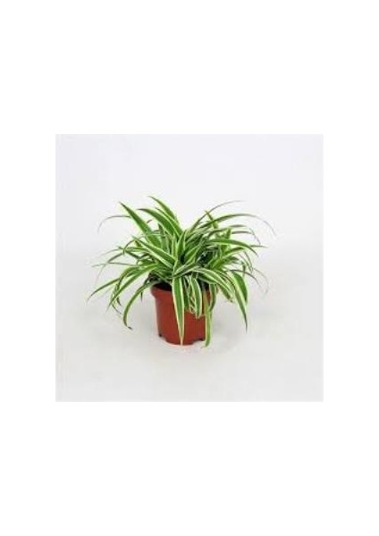 Dekoratif Kurdele Çiçeği Chlorophytum Comosum Variegatum 10-20 cm