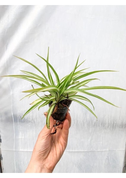 Dekoratif Kurdele Çiçeği Chlorophytum Comosum Variegatum 10-20 cm