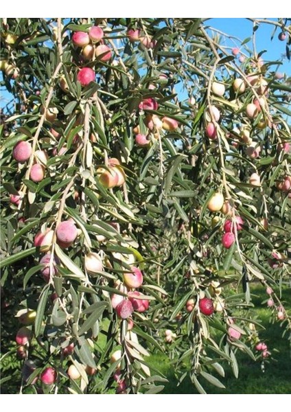 Edremit (Ayvalık) Zeytin Fidanı