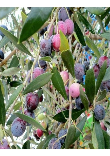 Memecik Zeytin Fidanı