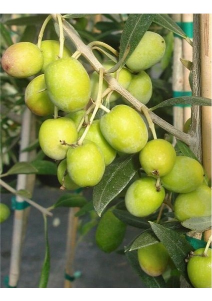 Çekişte Zeytin Fidanı