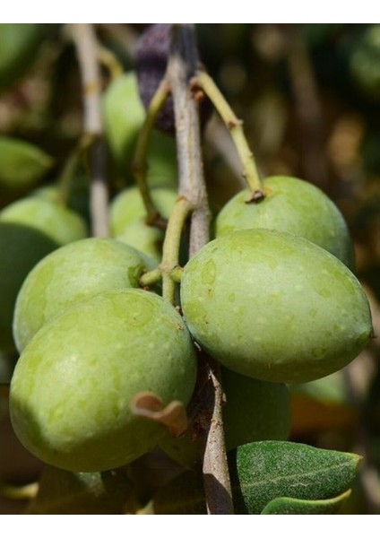 Domat Zeytin Fidanı