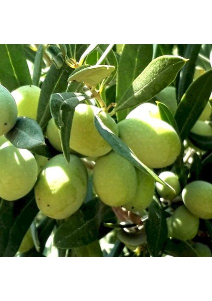 Domat Zeytin Fidanı