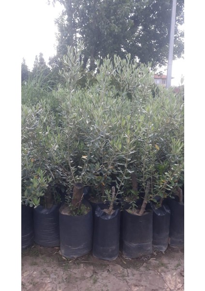 Domat Zeytin Fidanı