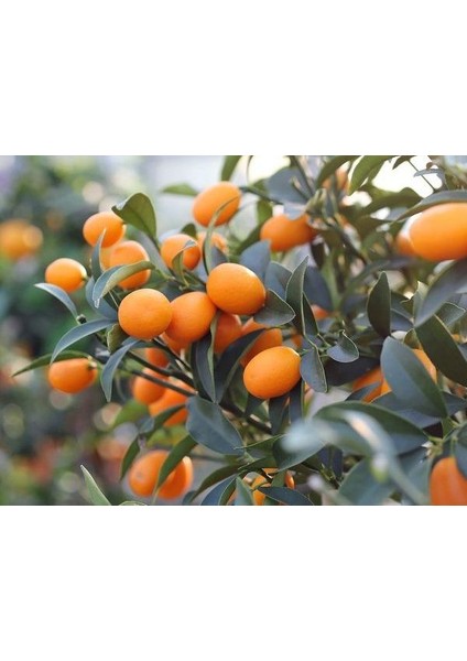 Kamkat (Kumquat) Fidanı