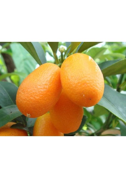 Kamkat (Kumquat) Fidanı