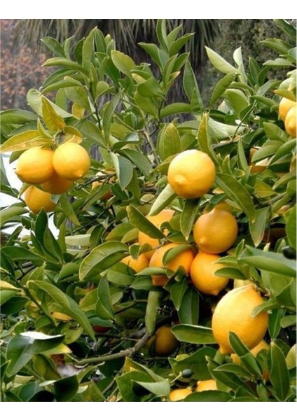 Enterdonat Limon Fidanı