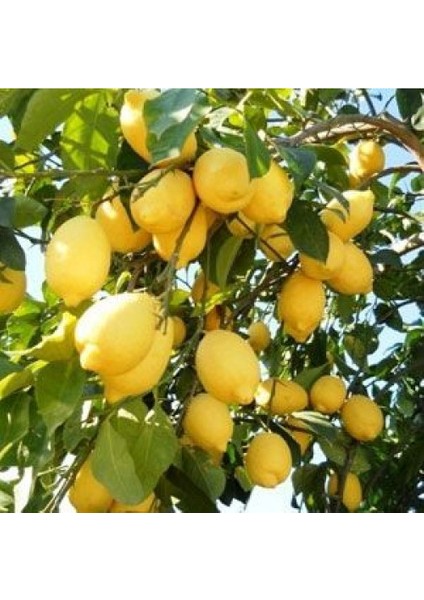 Enterdonat Limon Fidanı