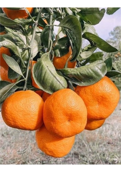 Satsuma Mandarin Fidanı