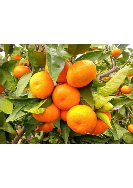 Satsuma Mandarin Fidanı