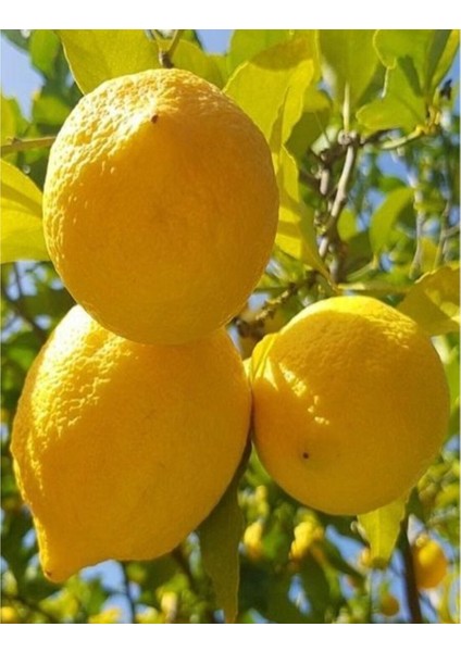 Yediveren Limon Fidanı
