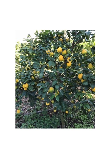 Yediveren Limon Fidanı