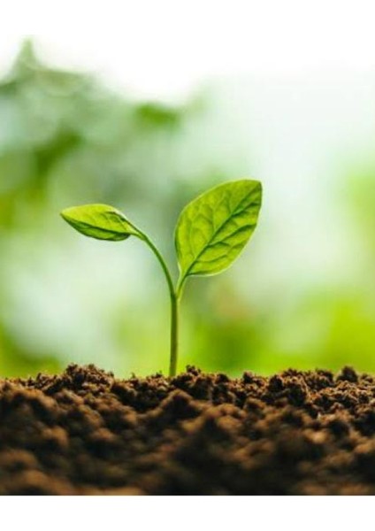 Emin Torf 160 Lt Özel Karışımlı Perlit Katkılı İç Dış Mekan Bitki Yetiştirme Toprağı Ekonomık Bor modelleri