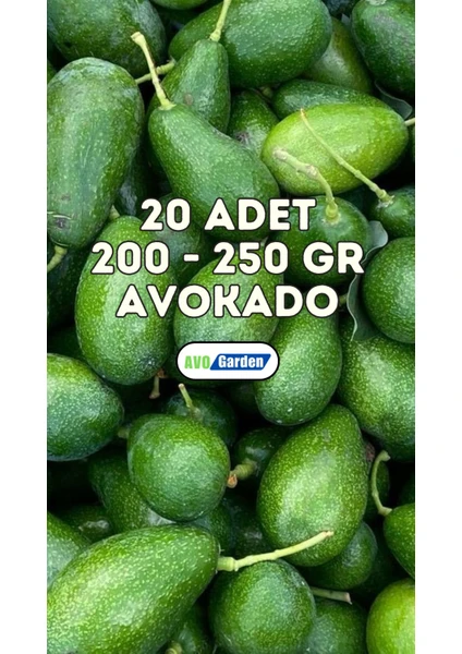 Taze Avokado 20'li Paket - 200 - 250 gr arası