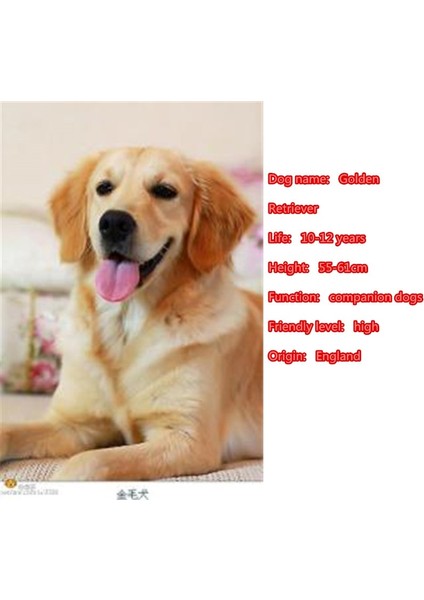 Gümüş Beyaz Tarzı Erkek Sevimli Takım Broo Golden Retriever Köpek Hayvan Severler Komik Hediye (Yurt Dışından) fırsatları