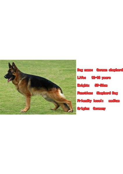 Siyah Stil Erkek Sevimli Takım Broo Alman Çoban Köpeği Hayvan Severler Komik Hediye (Yurt Dışından)