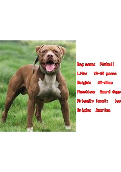 Gümüş Beyaz Tarzı Erkek Sevimli Tulum Broot Bull Dog Hayvan Severler Komik Hediye (Yurt Dışından) fırsatları