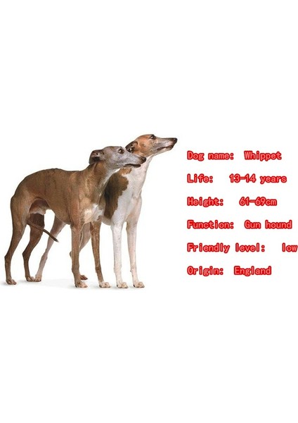 Gümüş Beyaz Tarzı Sevimli Broo Whippet Köpek Hayvan Severler Küçük Komik Aksesuar Hediye (Yurt Dışından)