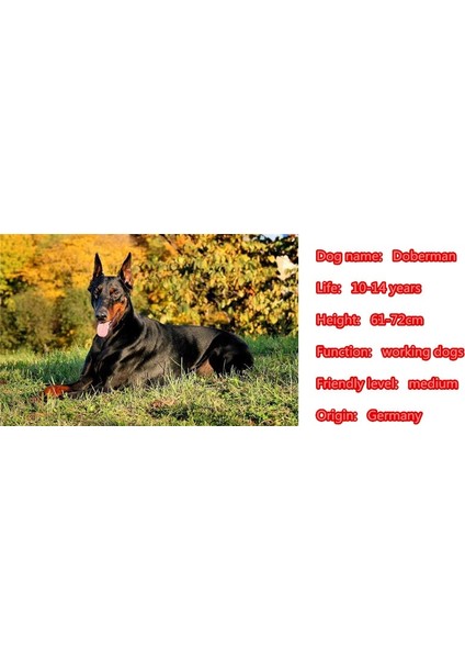 Altın Tarzı Erkek Sevimli Takım Broo Doberman Köpek Hayvan Severler Komik Hediye (Yurt Dışından)