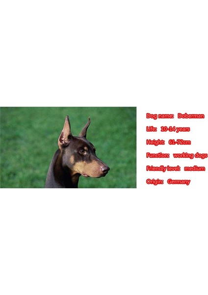 Gümüş Beyaz Tarzı Erkek Sevimli Takım Broo Doberman Köpek Hayvanseverler Komik Hediye (Yurt Dışından)