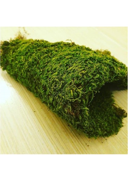 Doğal Yosun Çim Kaya Yosunu Gerçek Bitki Solmaz Bozulmaz Teraryum 30-20 cm