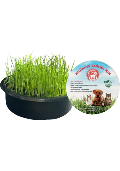 Hacı Yatmaz Küçük Ödül Maması Oyuncağı 6x9 cm + Sonrisa Pets Kedi Çimi 1 Adet