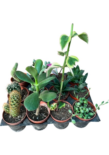 Kaktüs & Sukulent 12 Li Karışık Set