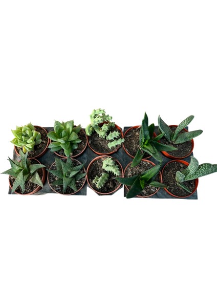 Kaktüs & Sukulent 10 Lu Karışık Set