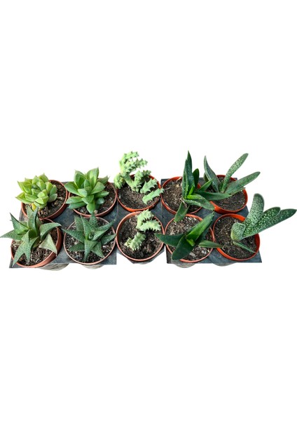 Kaktüs & Sukulent 10 Lu Karışık Set