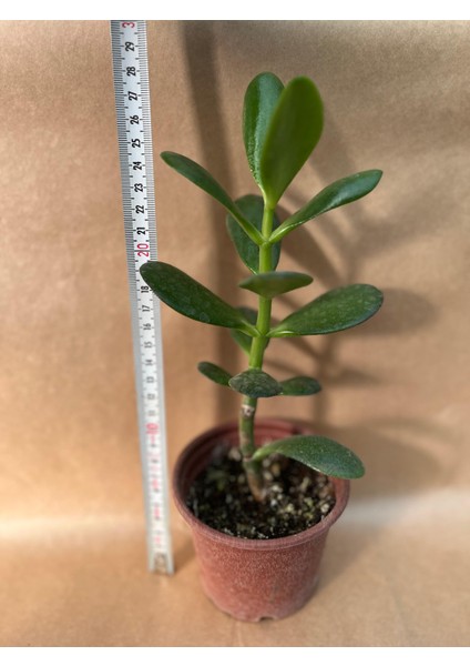 Şans ve Para Çiçeği Crassula Ovata Orta Boy Tekli 8 cm Saksıda
