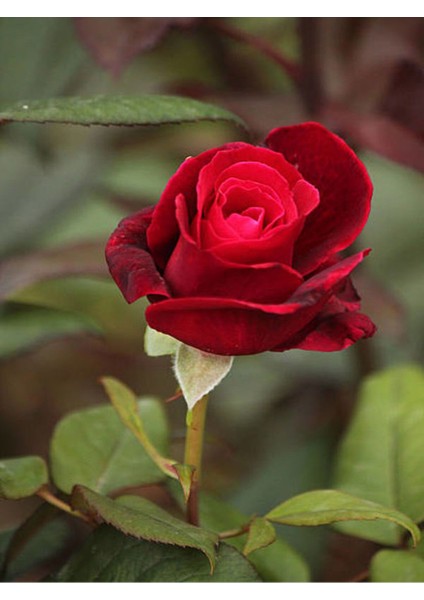 Videolu Kadife Kırmızı Gül Fidanı 6 Adet Yediveren Kokulu Saksılı 50-75 cm (Velvet Red Rose) fiyatları