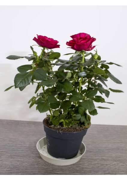 Videolu Kadife Kırmızı Gül Fidanı 6 Adet Yediveren Kokulu Saksılı 50-75 cm (Velvet Red Rose) modelleri