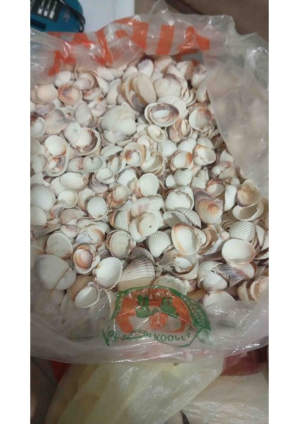 Deniz Kabuğu 100 gr