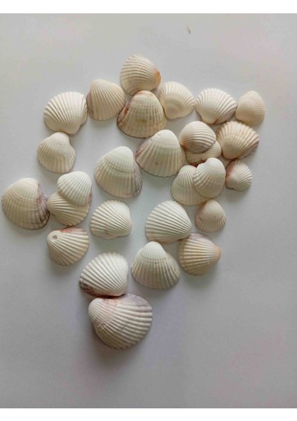 Deniz Kabuğu 200GR fiyatları