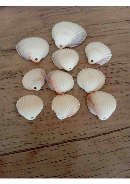 Deniz Kabuğu Delikli 100GR