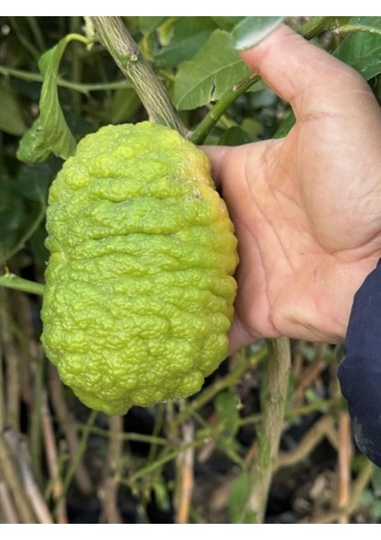 Tüplü 4 Yaş Bergamot Limon (Cıtrus Bergamia) Fidanı Boy 150-200CM