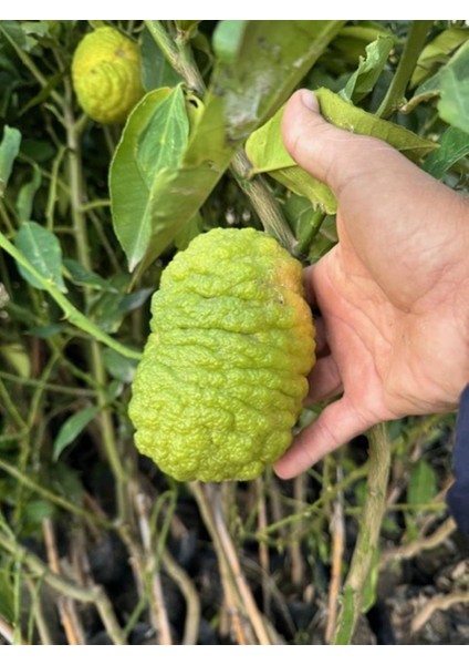 Tüplü 4 Yaş Bergamot Limon (Cıtrus Bergamia) Fidanı Boy 150-200CM